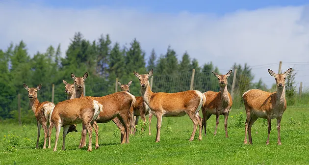 Meet-our-animals-image